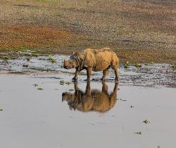 Jungle Safari in Chitwan National Park 